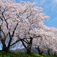 堤の桜