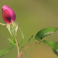 薔薇と害虫