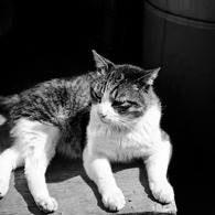 Le chat de Tsukiji