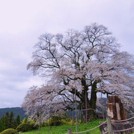 醍醐桜*     「大勢坂」