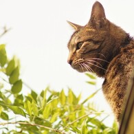 屋根の上の猫