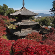 紅葉の波に溺れる常楽寺三重塔