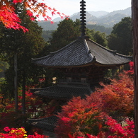見惚れる紅葉景