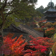 国宝の本堂と三重塔（常楽寺）