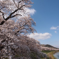 川沿いの桜