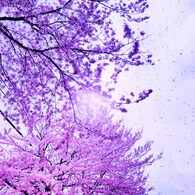 春の嵐