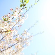 春の日射し