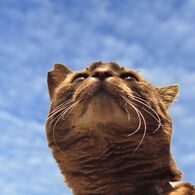 保護猫の証
