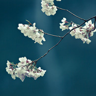 20110402-IMG_0052