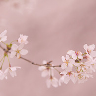 20110409-IMG_0059