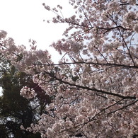 DSCF7749