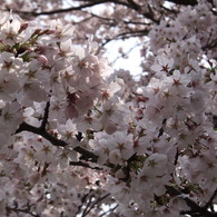 DSCF7751