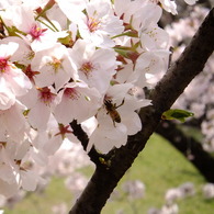 蜂もほのぼの