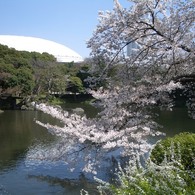 東京ドームを望んで桜