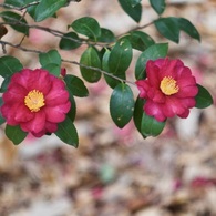 P1050433