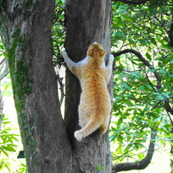 木登り猫
