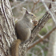 冬の里山で7(リス4)