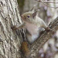 冬の里山で9(リス5)