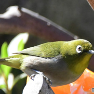 野山の鳥 23-033  メジ君