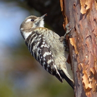 冬の里山で15(コゲラ2)