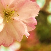 華やかに