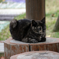 Inuyama_Cats_01