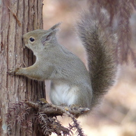 冬の里山で24(リス12)