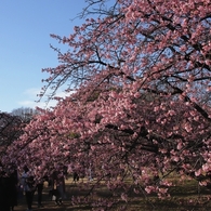 河津桜　１