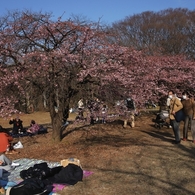 河津桜　３