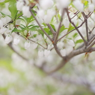 flower_01