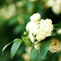 flower_02