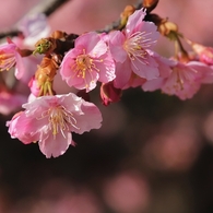 河津桜　５