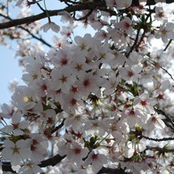 2011　サクラのある公園2