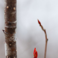 芽吹き