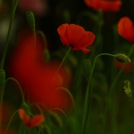 photo_1163812