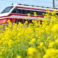 満開の菜の花を見下ろして