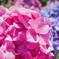 紫陽花