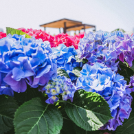 紫陽花