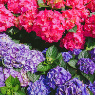 紫陽花