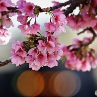 汐入大寒桜