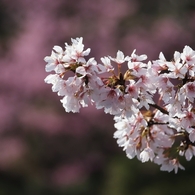 玉縄桜