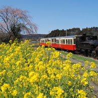里山トロッコ始動