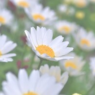 小さな花