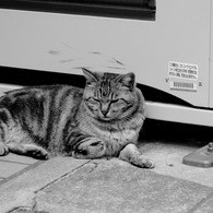Le chat de Enoshima 001