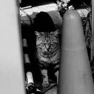 Le chat de Enoshima 002