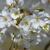 春の花7(桜4)