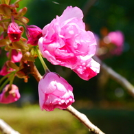 八重桜