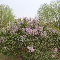 「リラの花…ライラック」全景!!