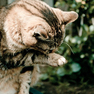 Le chat de Enoshima 008