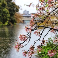 雨の高岡古城公園